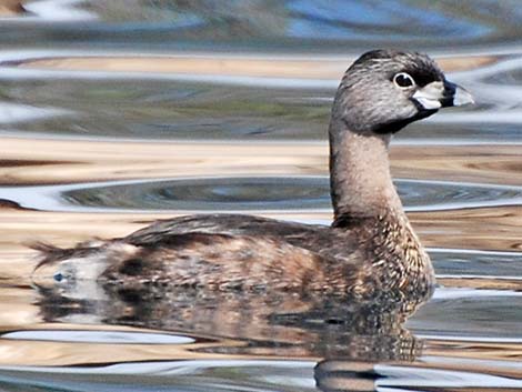 Pied-billed Grebe (Podilymbus podiceps)