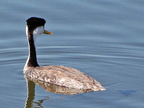 Western Grebe (Aechmophorus occidentalis)