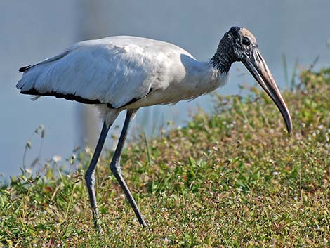 wood stork