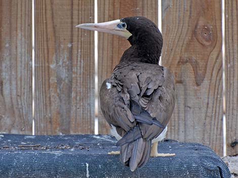 Brown Booby (Sula leucogaster)