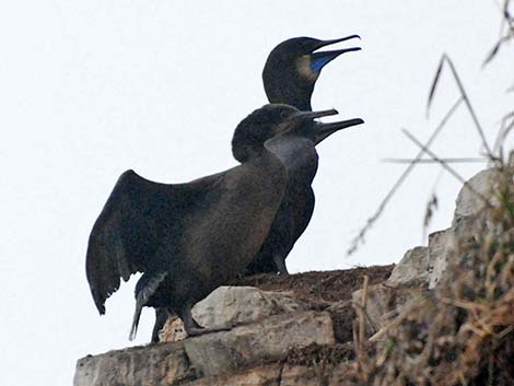 Brandt's Cormorant (Phalacrocorax penicillatus)