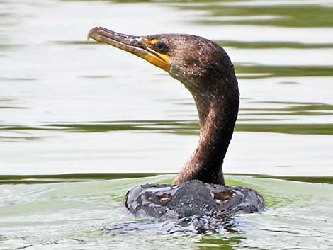 Double-crested Cormorant (Phalacrocorax auritus)