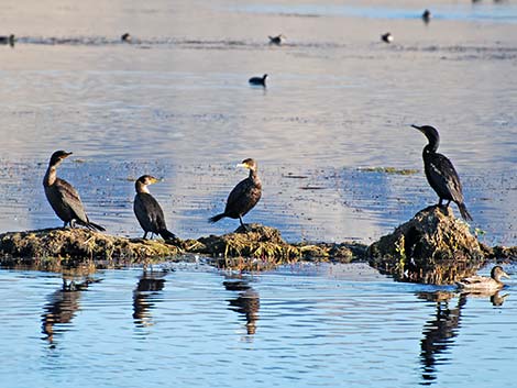 Double-crested Cormorant (Phalacrocorax auritus)