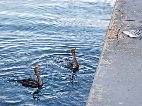 Double-crested Cormorant (Phalacrocorax auritus)