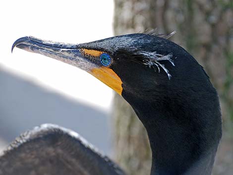 Double-crested Cormorant (Phalacrocorax auritus)