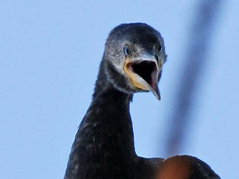 Neotropic Cormorant (Phalacrocorax brasilianus)