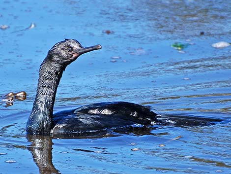 Pelagic Cormorant (Phalacrocorax pelagicus)