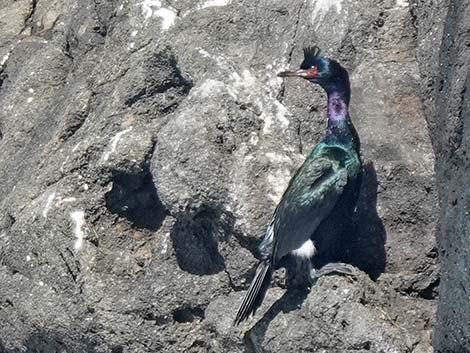 Pelagic Cormorant (Phalacrocorax pelagicus)