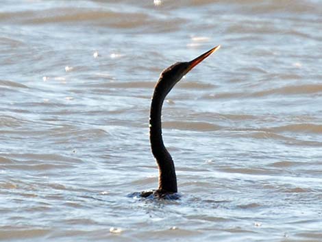 Anhinga (Anhinga anhinga)