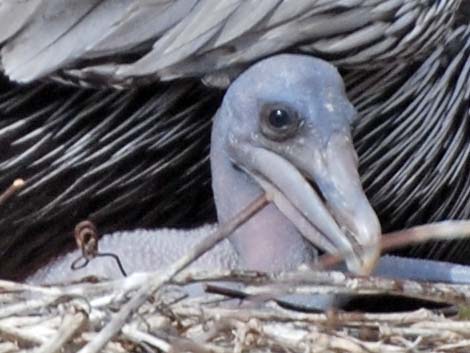 Atlantic Brown Pelican (Pelecanus occidentalis carolinensis)