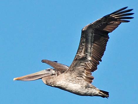 Brown Pelican (Pelecanus occidentalis)