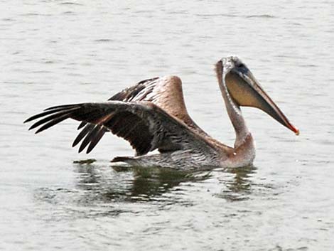 Brown Pelican (Pelecanus occidentalis)