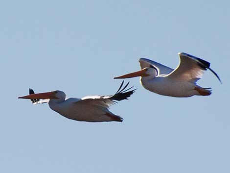 American White Pelican (Pelecanus erythrorhynchos)