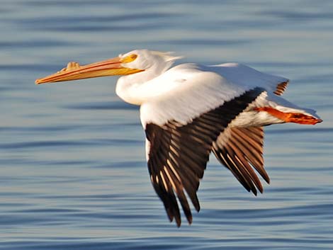 American White Pelican (Pelecanus erythrorhynchos)