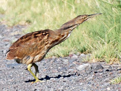 American Bittern (Botaurus lentiginosus)