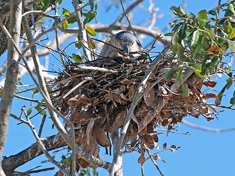 Black-crowned Night-Heron (Nycticorax nycticorax)