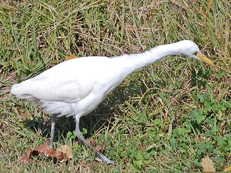 Cattle Egret (Bubulcus ibis)