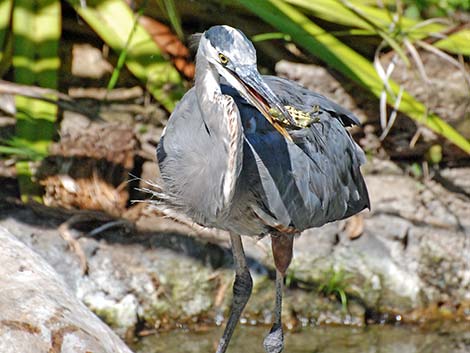 Great Blue Heron (Ardea herodias)