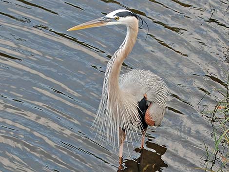 Great Blue Heron (Ardea herodias)