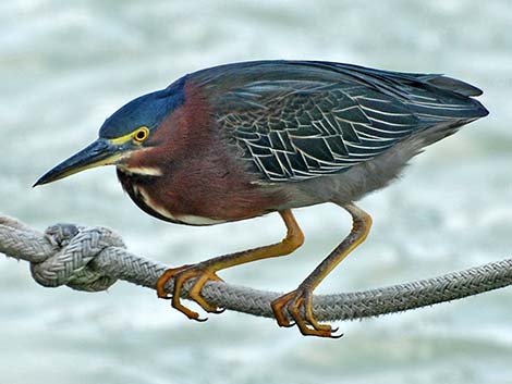 Green Heron (Butorides virescens)