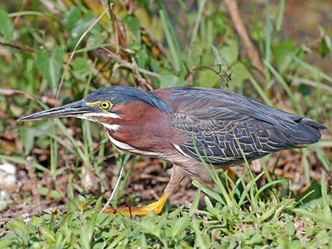 Green Heron (Butorides virescens)