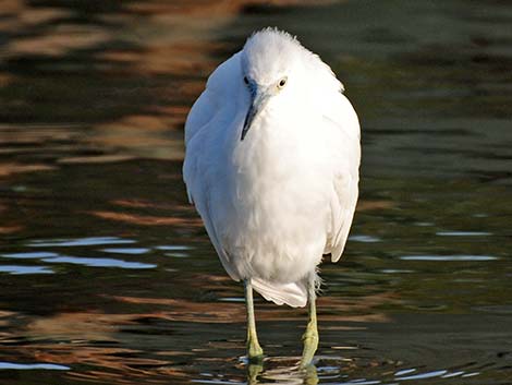 Little Blue Heron (Egretta caerulea)