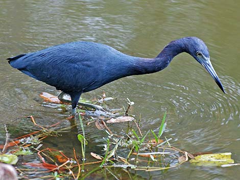 Little Blue Heron (Egretta caerulea)