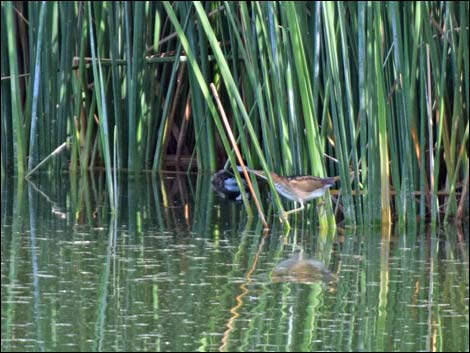 Least Bittern (Ixobrychus exilis)