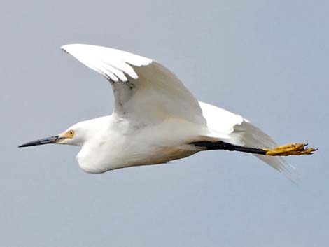 Snowy Egret (Egretta thula)