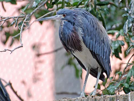 Tricolored Heron (Egretta tricolor)