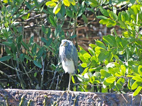 Tricolored Heron (Egretta tricolor)