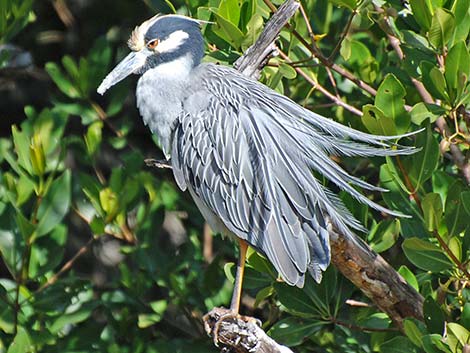 Yellow-crowned Night-Heron (Nyctanassa violacea)