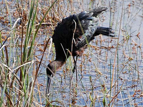 Glossy Ibis (Plegadis falcinellus)