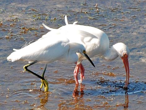 White Ibis (Eudocimus albus)