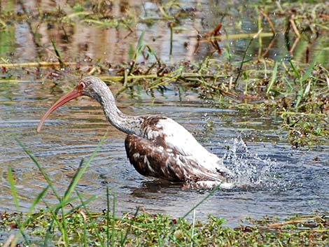 White Ibis (Eudocimus albus)