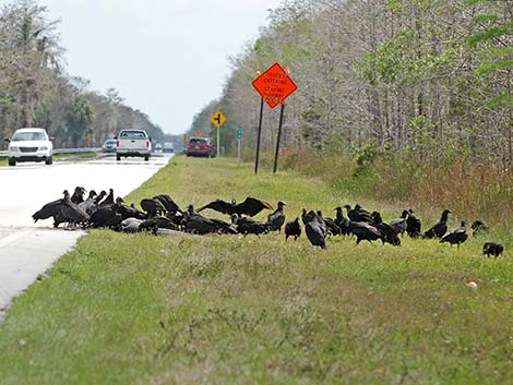 Black Vulture (Coragyps atratus)