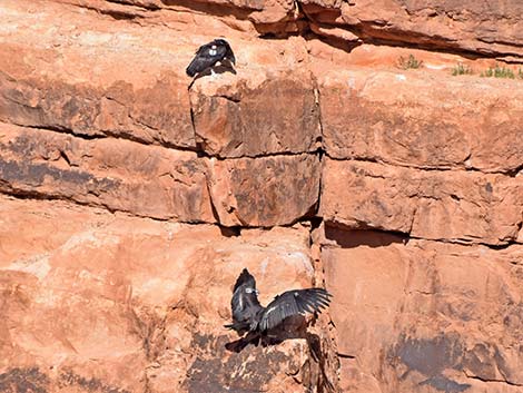 California Condor (Gymnogyps californianus)