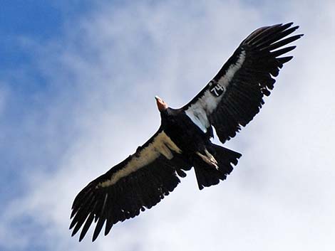 California Condor (Gymnogyps californianus)