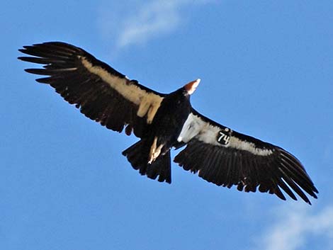 California Condors (Gymnogyps californianus)