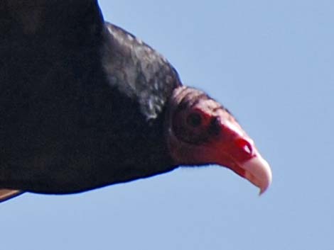 Turkey Vulture (Cathartes aura)