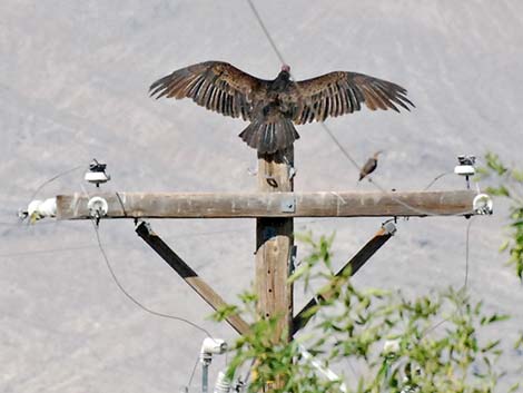 Turkey Vulture (Cathartes aura)