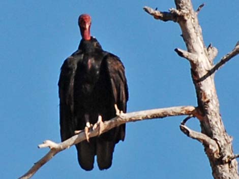 Turkey Vulture (Cathartes aura)