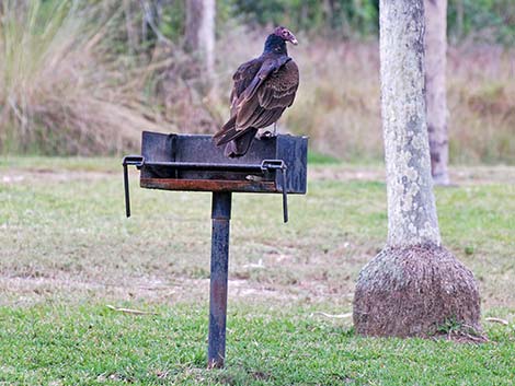 Turkey Vulture (Cathartes aura)