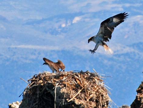 Osprey (Pandion haliaetus)