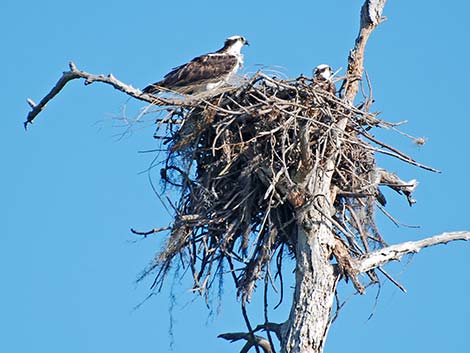 Osprey (Pandion haliaetus)