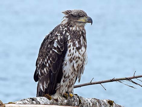 Bald Eagle (Haliaeetus leucocephalus)