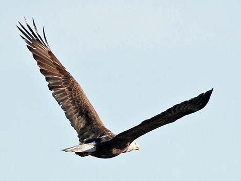 Bald Eagle (Haliaeetus leucocephalus)