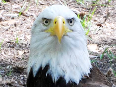 Bald Eagle (Haliaeetus leucocephalus)