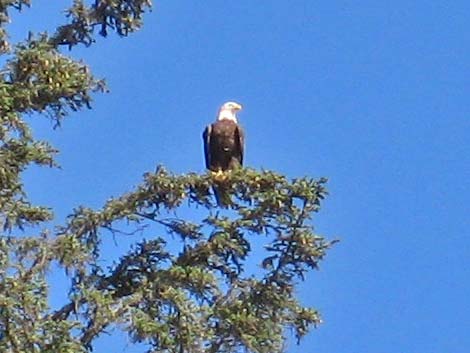 Bald Eagle (Haliaeetus leucocephalus)