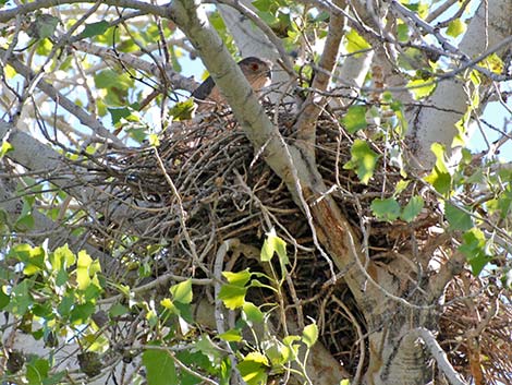 Cooper's Hawk (Accipiter cooperii)